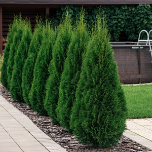 Emerald Green Arborvitae